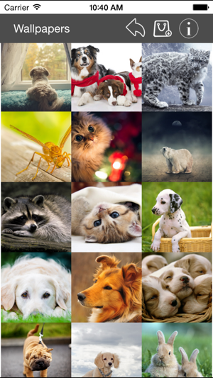 Wallpaper Collection Animals Edition iOS App for iPhone and iPad