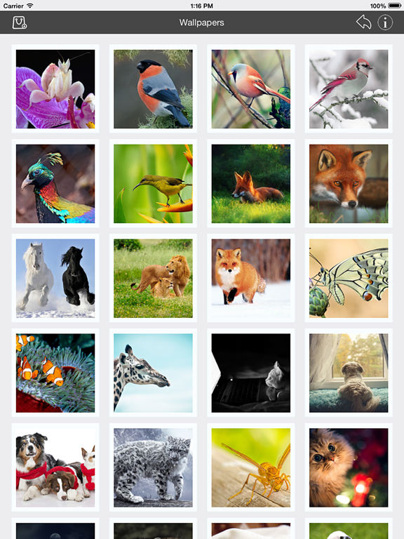 Wallpaper_Collection_Animals_Edition iPadOS App Screenshot 1