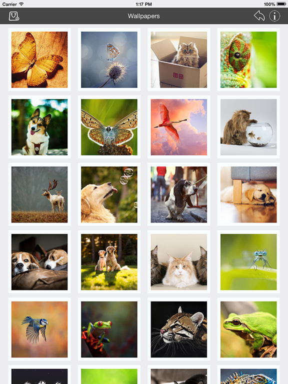 Wallpaper_Collection_Animals_Edition iPadOS App Screenshot 2