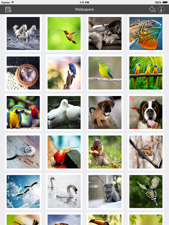 Wallpaper_Collection_Animals_Edition iPadOS App Screenshot 3