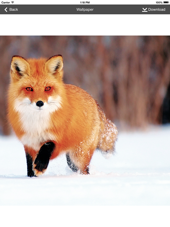 Wallpaper_Collection_Animals_Edition iPadOS App Screenshot 4
