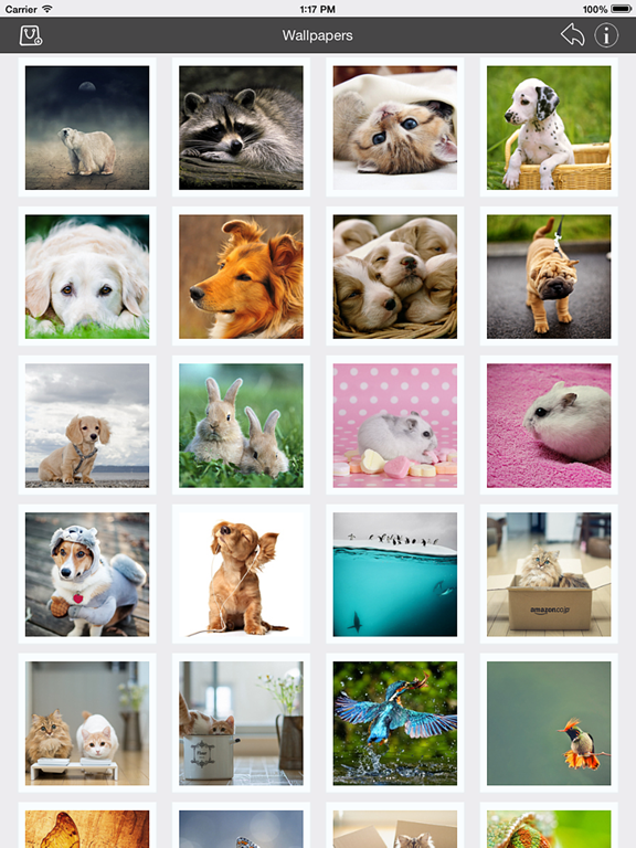 Wallpaper_Collection_Animals_Edition iPadOS App Screenshot 5